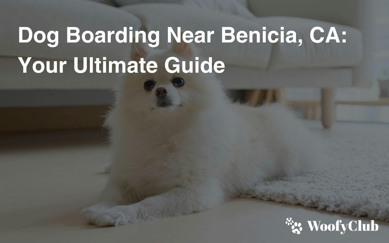 Dog Boarding Near Benicia, CA: Your Ultimate Guide