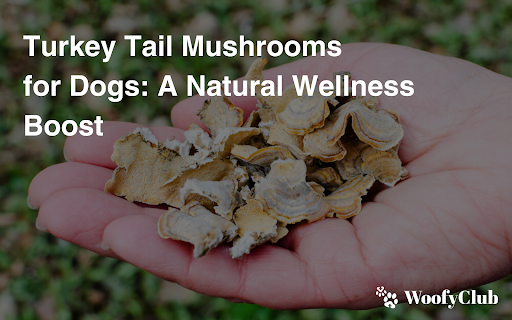 Turkey Tail Mushrooms For Dogs: A Natural Wellness Boost