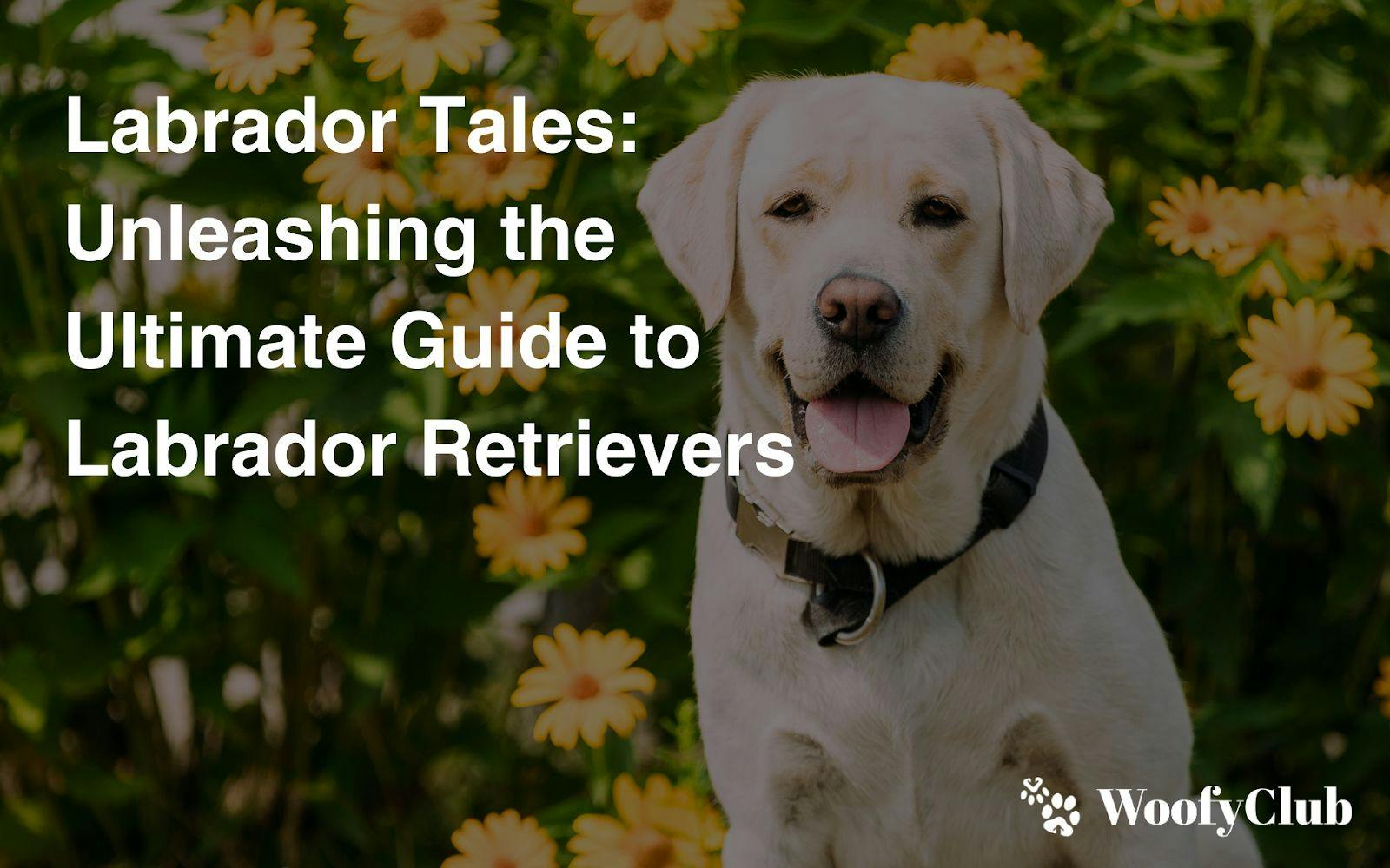 Labrador Tales: Unleashing The Ultimate Guide To Labrador Retrievers