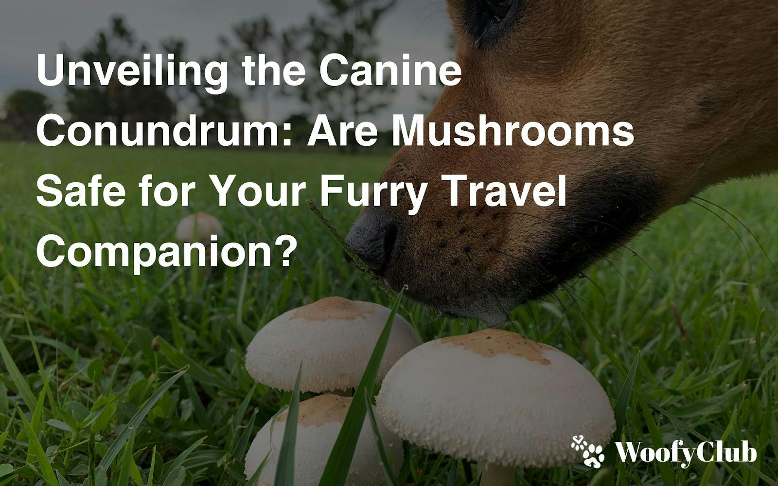 Unveiling The Canine Conundrum: Are Mushrooms Safe For Your Furry Travel Companion?