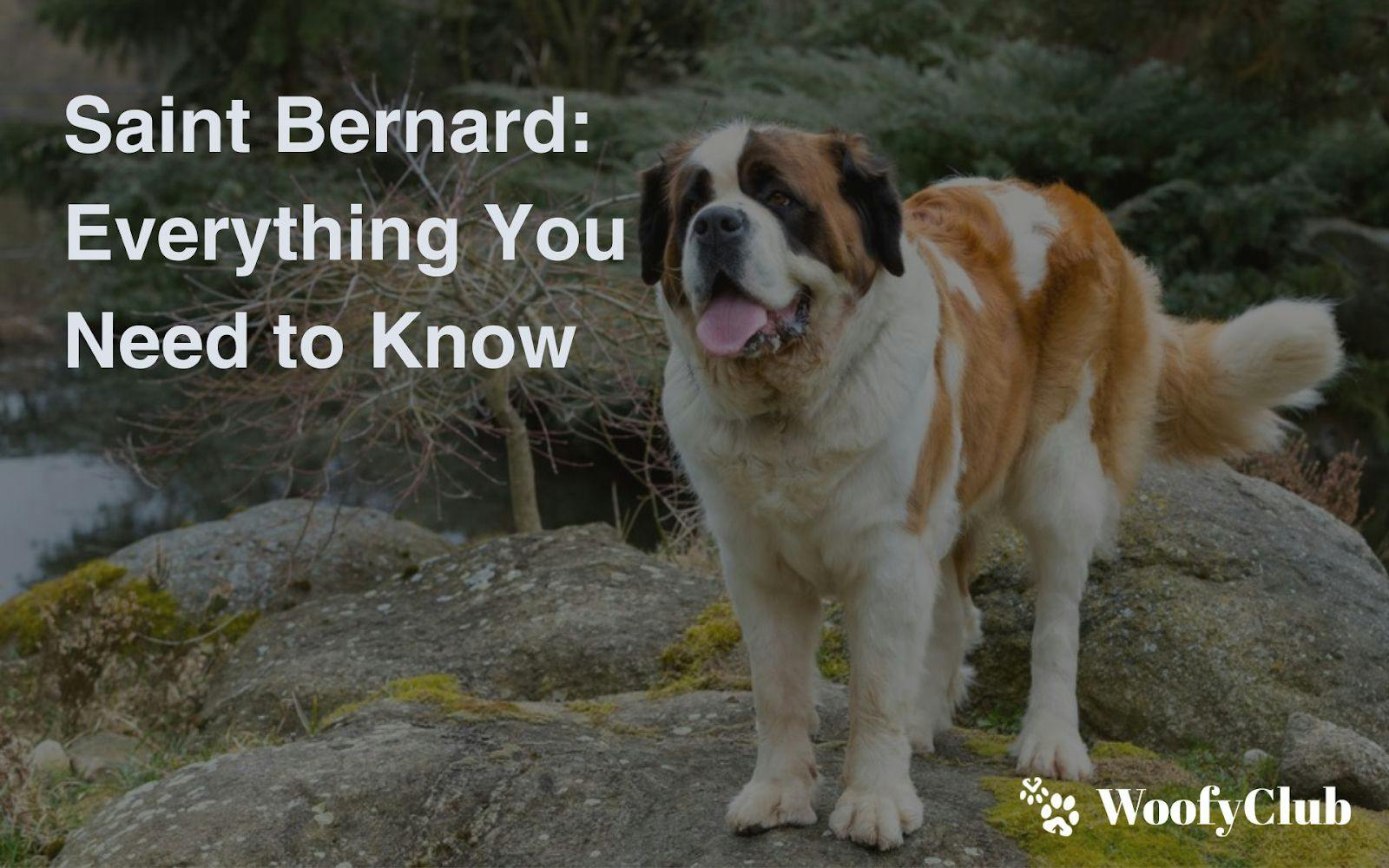 Saint Bernard: Everything You Need To Know