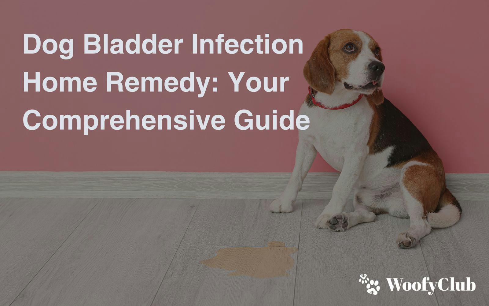 Dog Bladder Infection Home Remedy: Your Comprehensive Guide