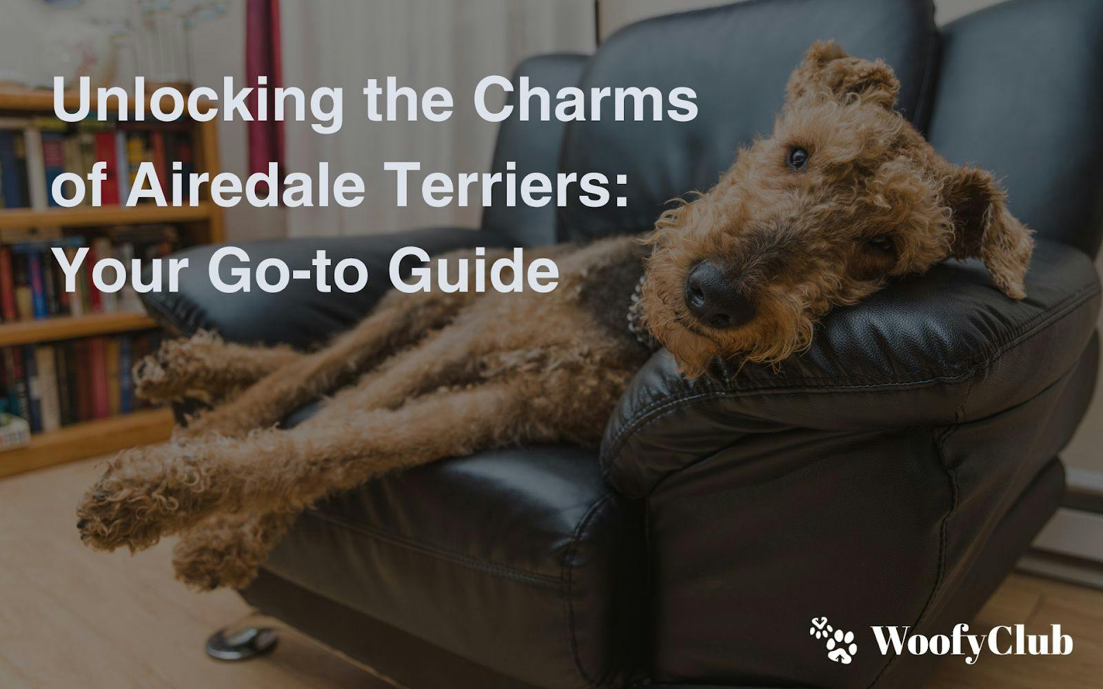 Unlocking The Charms Of Airedale Terriers: Your Go-To Guide