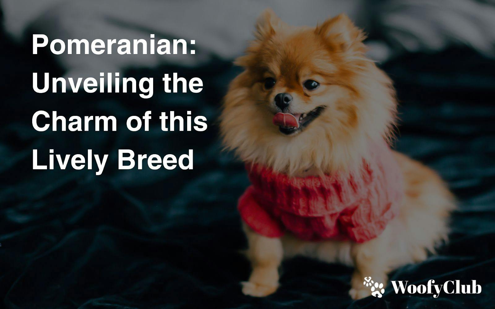 Pomeranian: Unveiling The Charm Of This Lively Breed