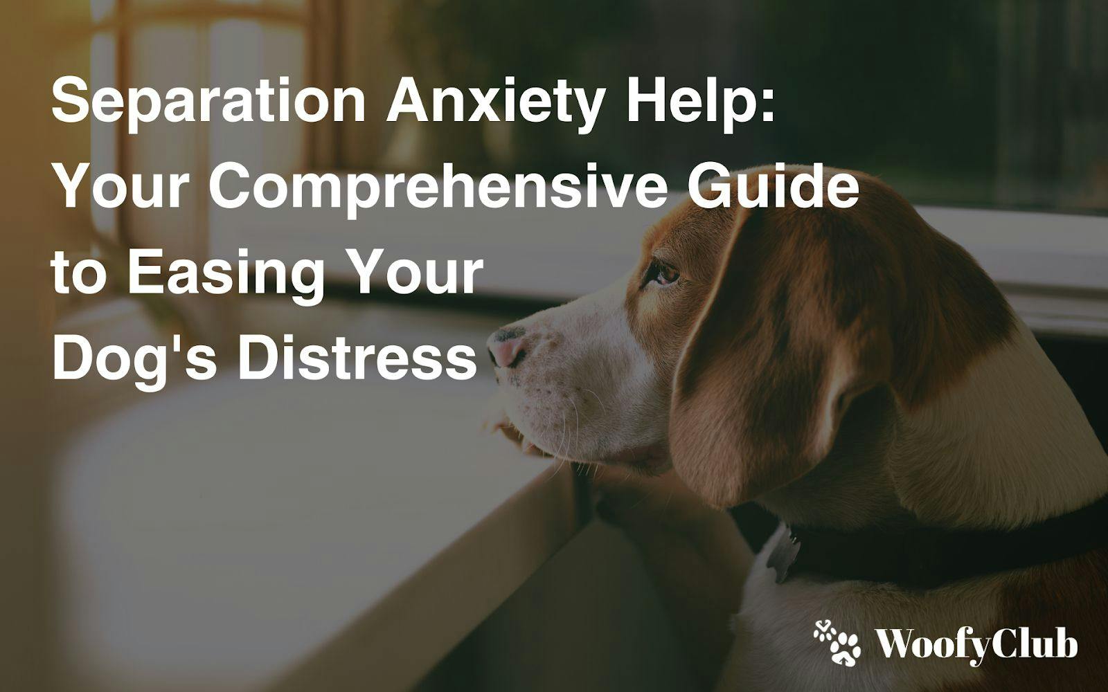 Separation Anxiety Help: Your Comprehensive Guide To Easing Your Dog's Distress