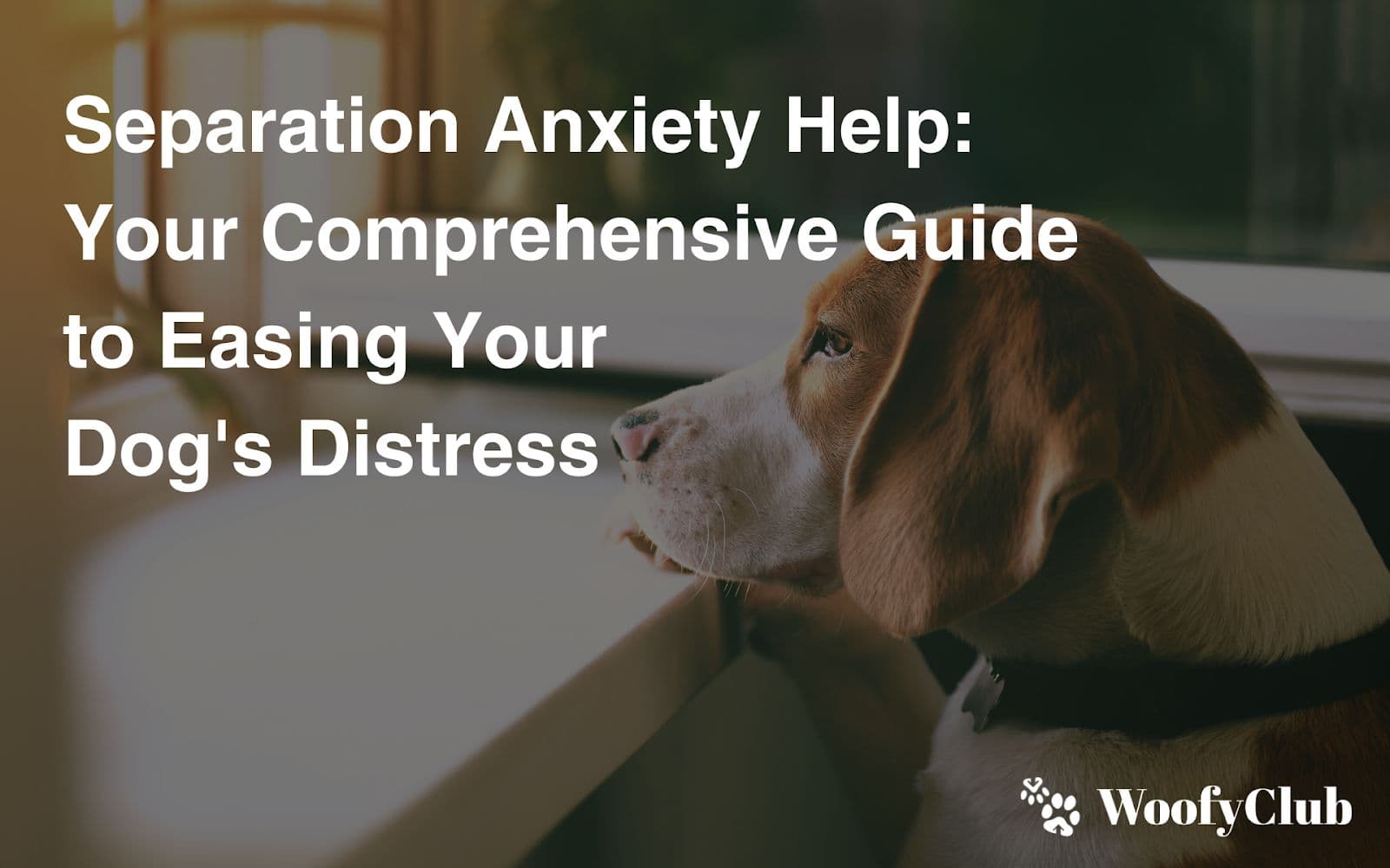 Separation Anxiety Help: Your Comprehensive Guide To Easing Your Dog's Distress