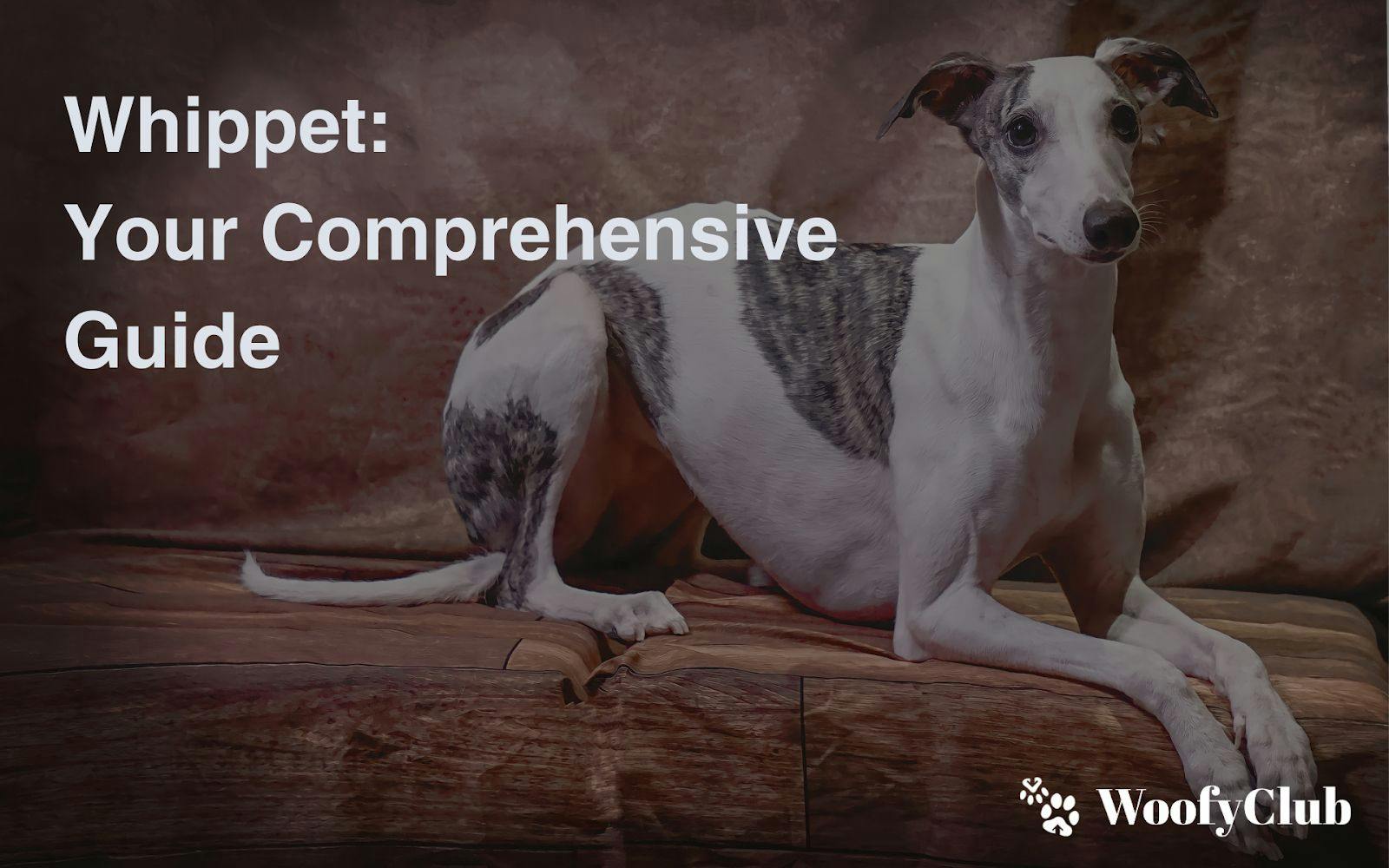 Whippet: Your Comprehensive Guide
