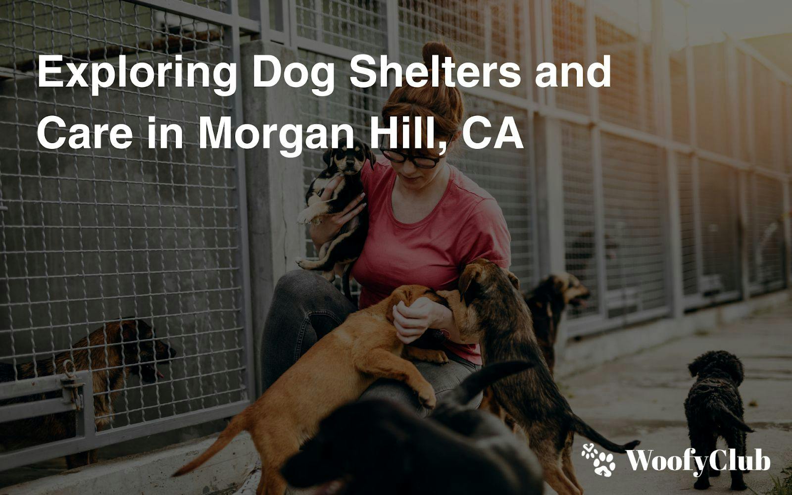 Exploring Dog Shelters And Care In Morgan Hill, CA