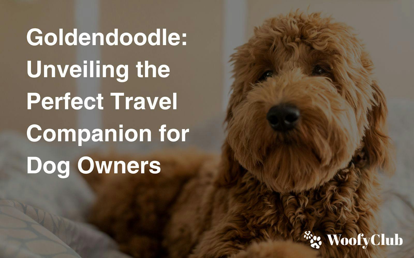 Goldendoodle: Unveiling The Perfect Travel Companion For Dog Owners