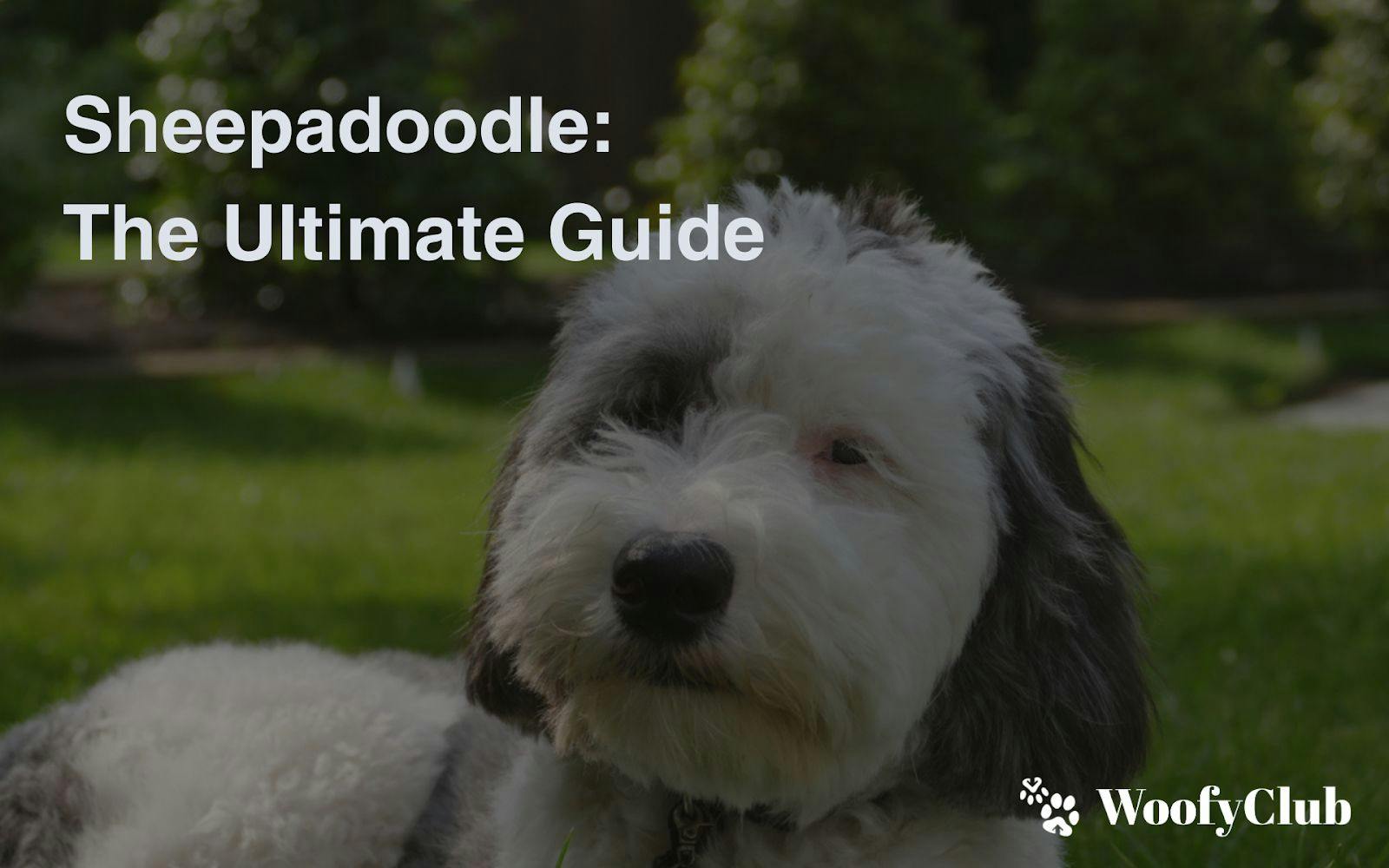 Sheepadoodle: The Ultimate Guide