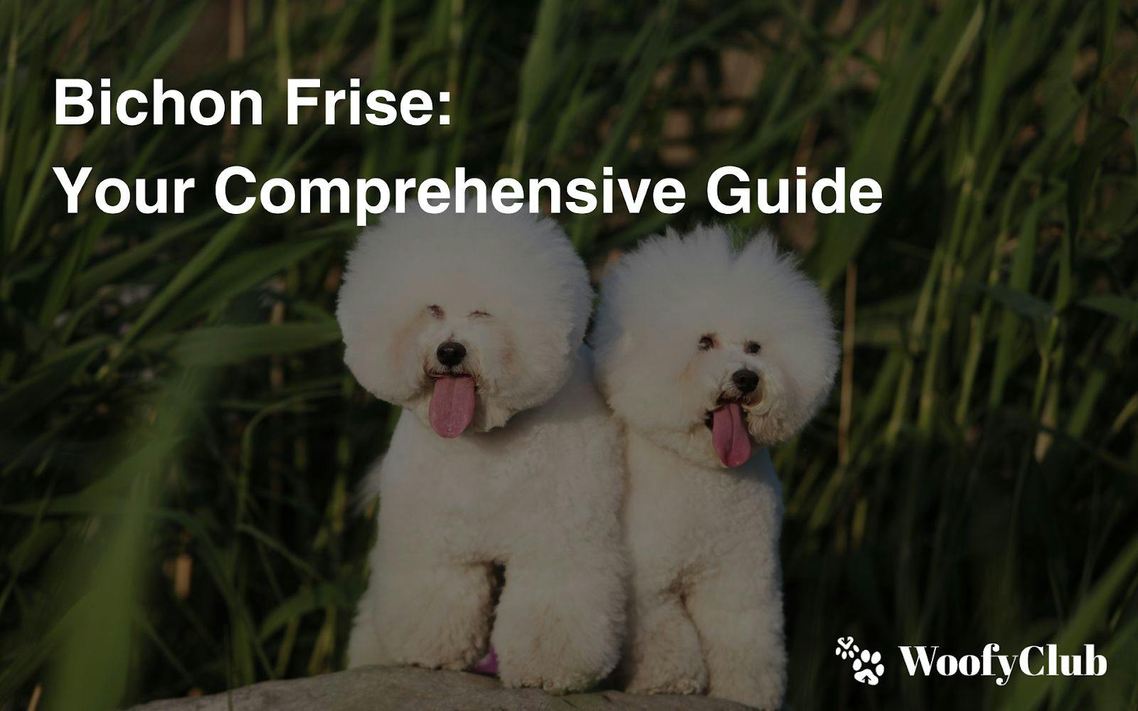 Bichon Frise: Your Comprehensive Guide