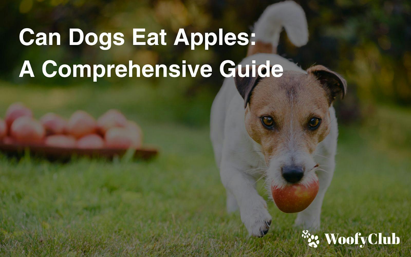 Can Dogs Eat Apples: A Comprehensive Guide