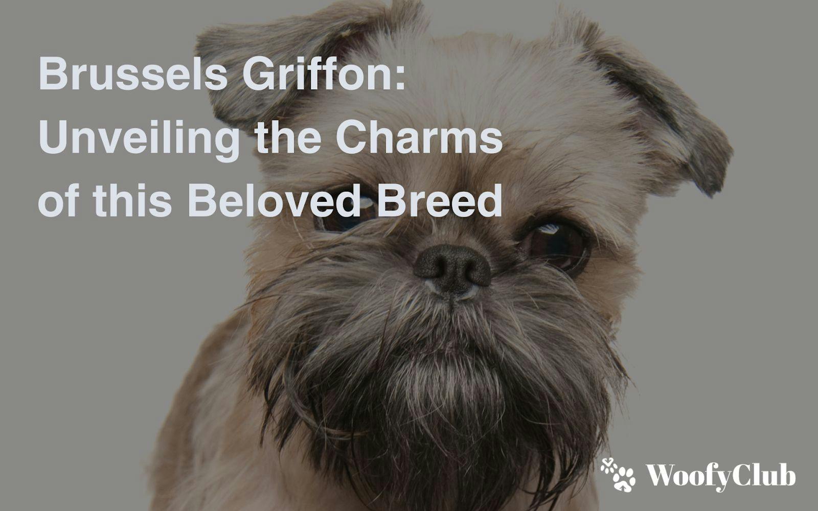 Brussels Griffon: Unveiling The Charms Of This Beloved Breed