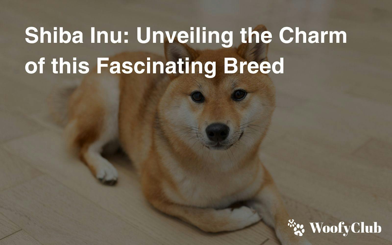 Shiba Inu: Unveiling The Charm Of This Fascinating Breed