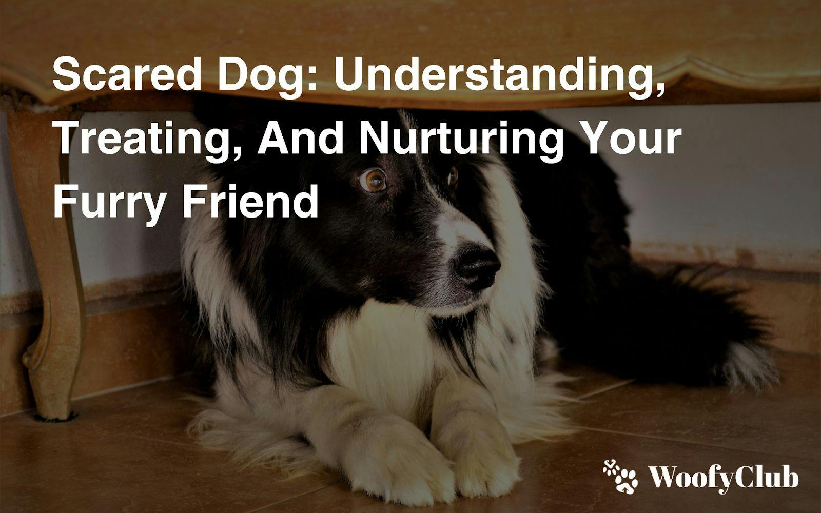 Scared Dog: Understanding, Treating, And Nurturing Your Furry Friend