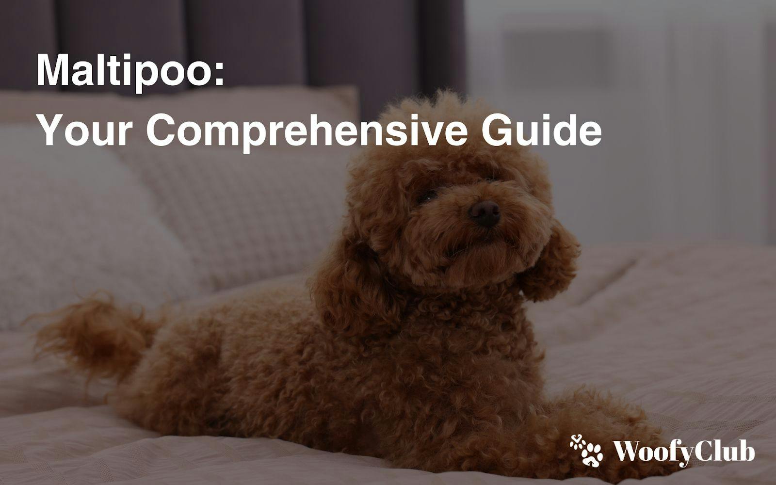 Maltipoo: Your Comprehensive Guide
