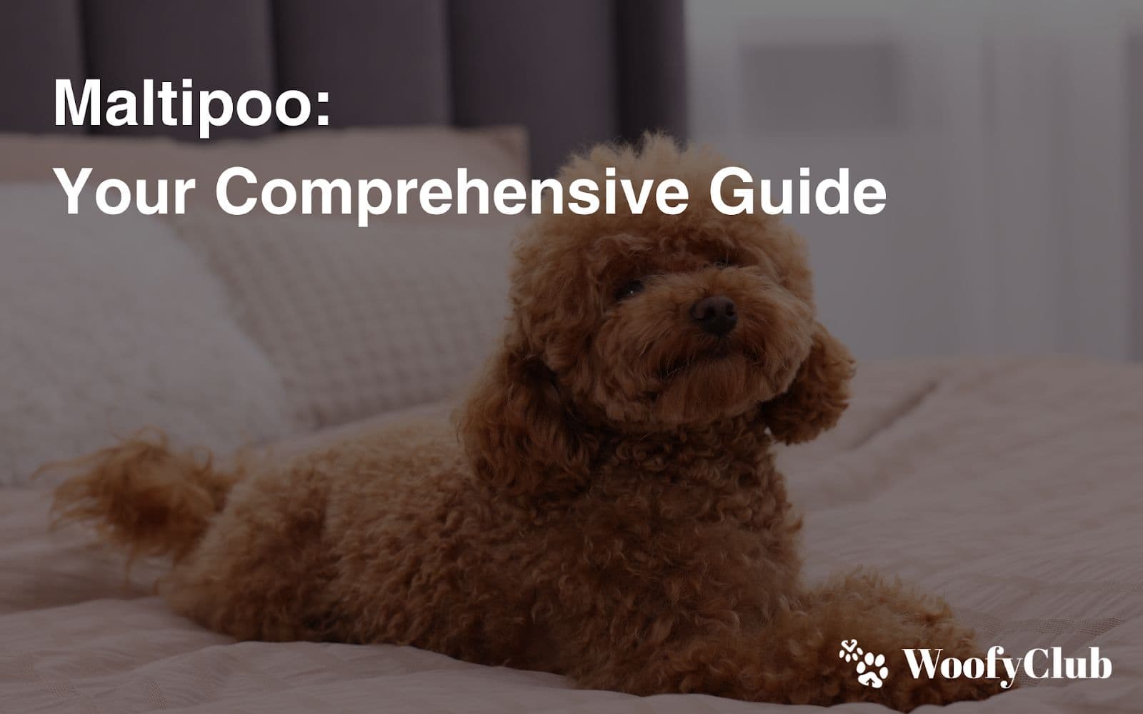 Maltipoo: Your Comprehensive Guide