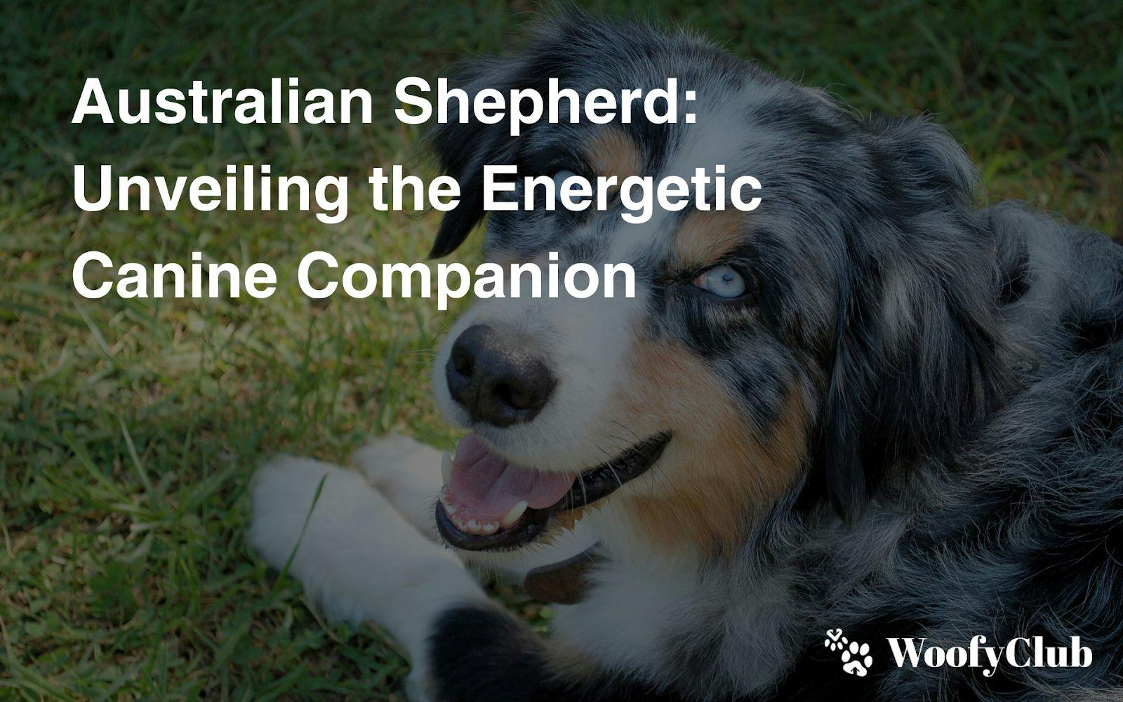 Australian Shepherd: Unveiling The Energetic Canine Companion