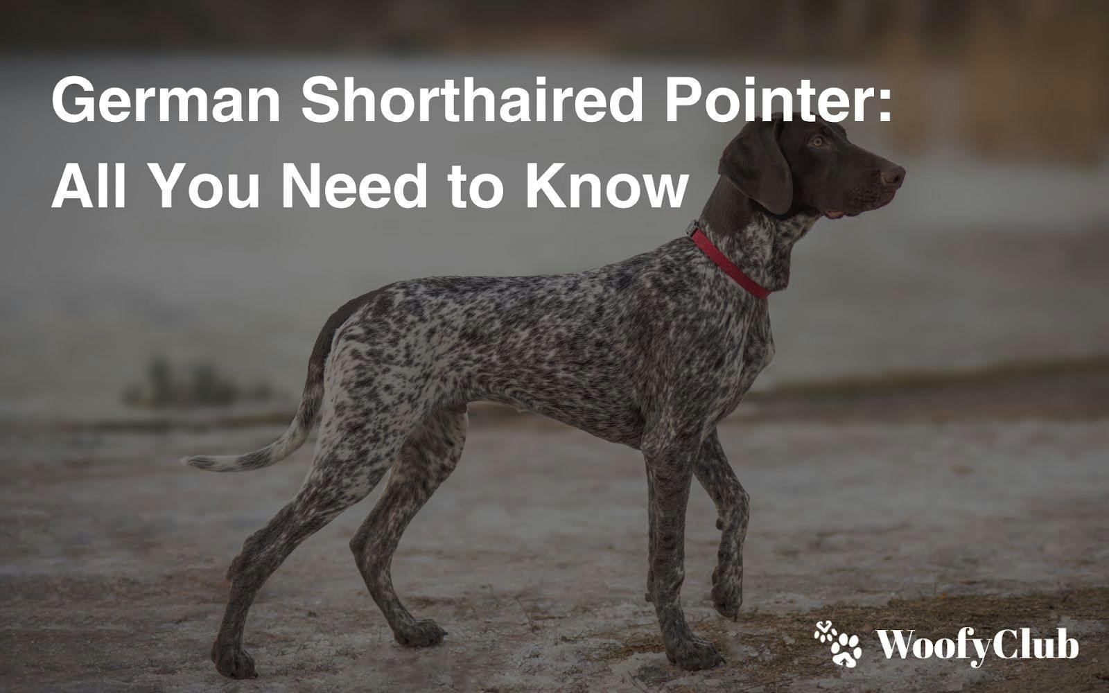 German Shorthaired Pointer: All You Need To Know