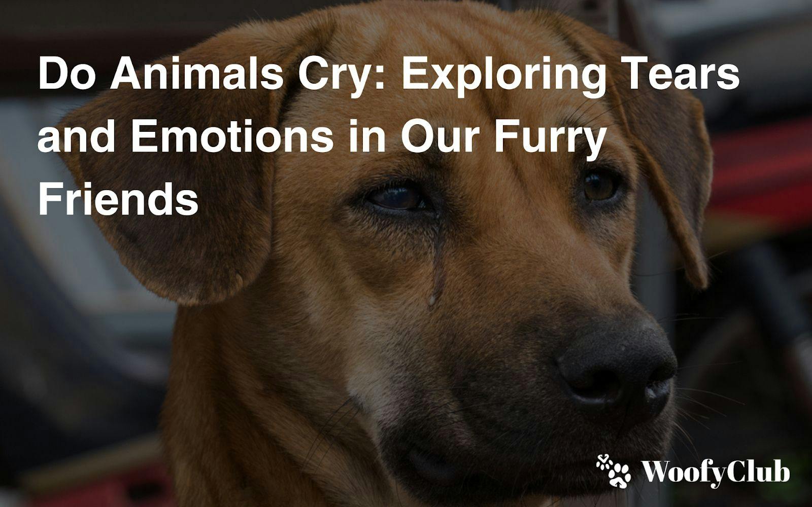 Do Animals Cry: Exploring Tears And Emotions In Our Furry Friends