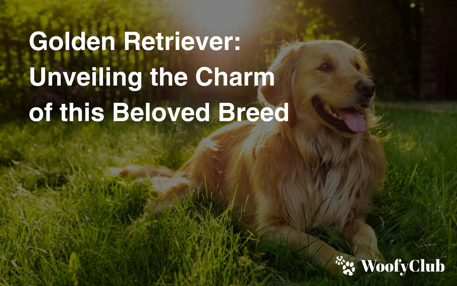 Golden Retriever: Unveiling The Charm Of This Beloved Breed