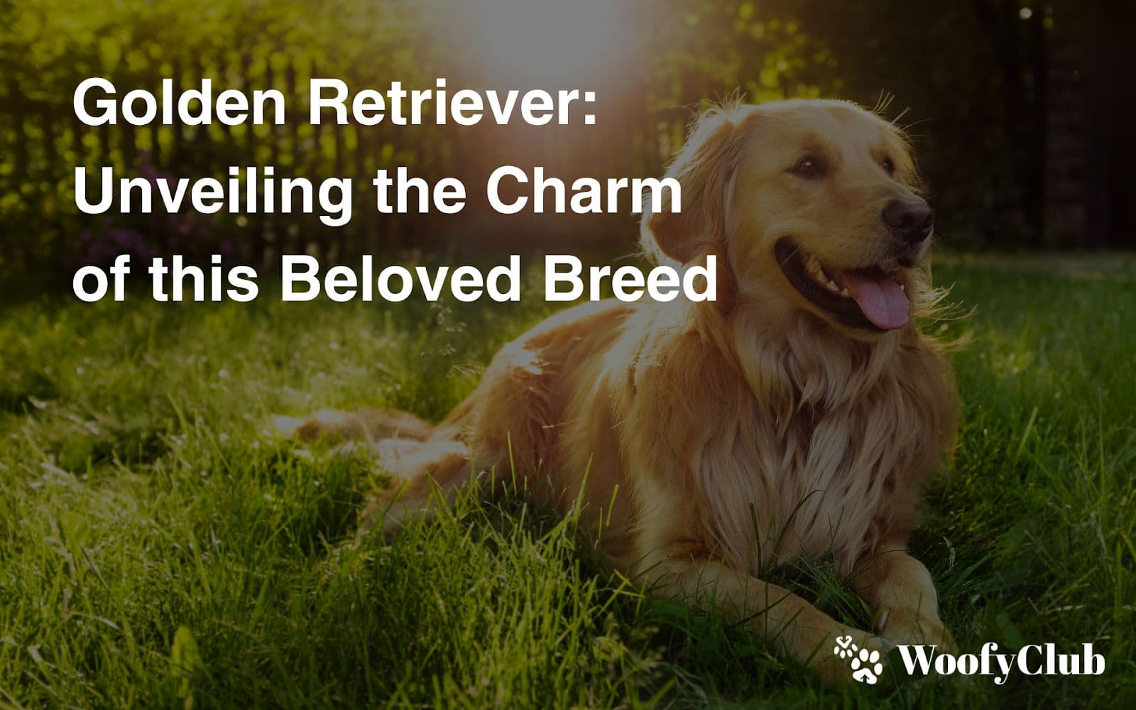 Golden Retriever: Unveiling The Charm Of This Beloved Breed