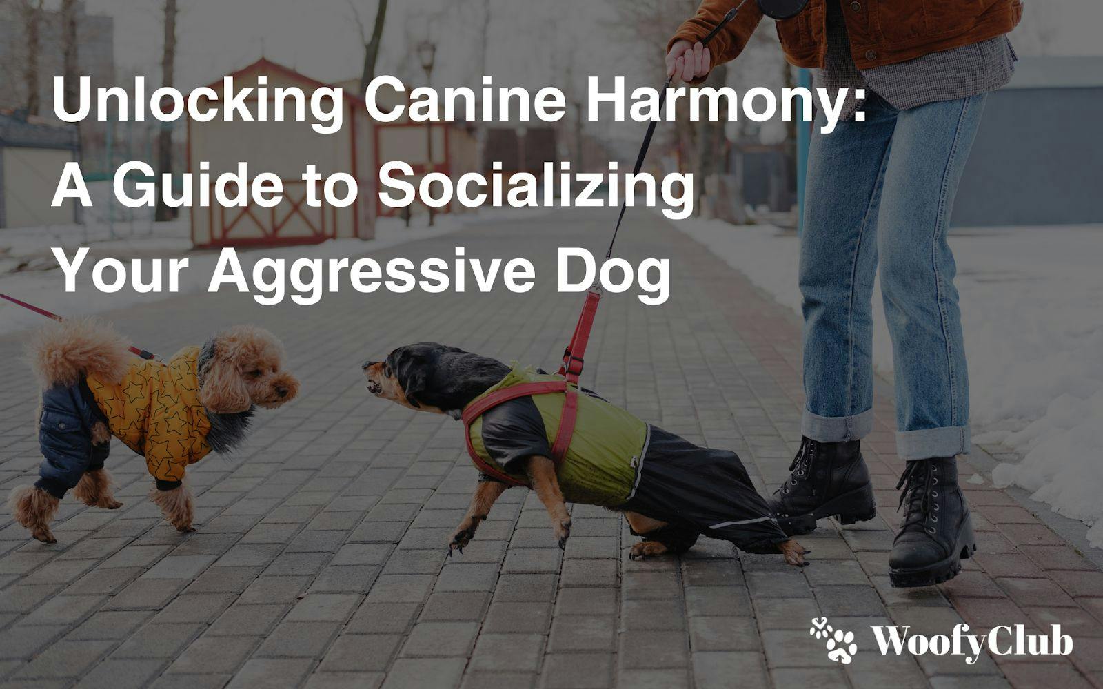 Unlocking Canine Harmony: A Guide To Socializing Your Aggressive Dog