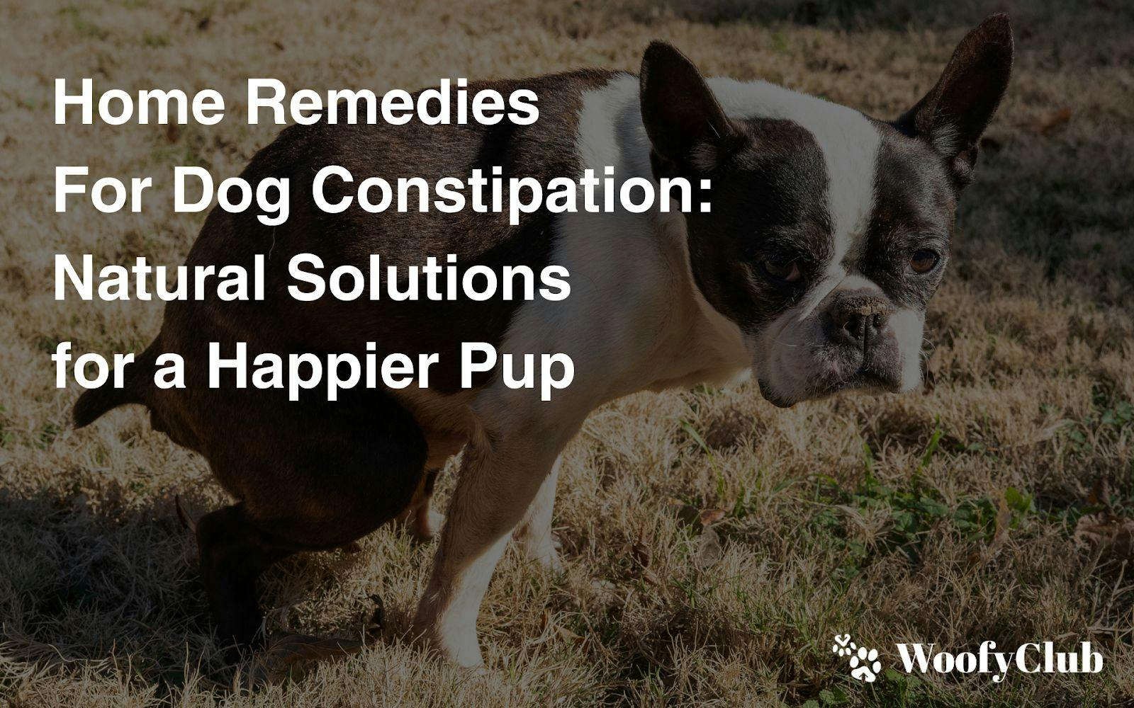 Home Remedies For Dog Constipation: Natural Solutions For A Happier Pup