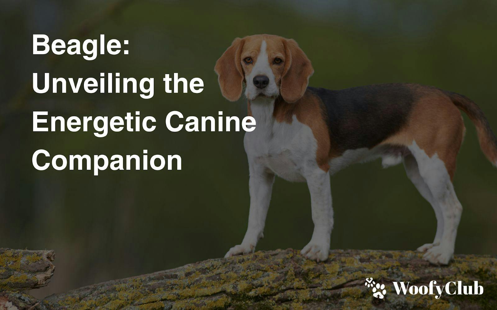 Beagle: Unveiling The Energetic Canine Companion