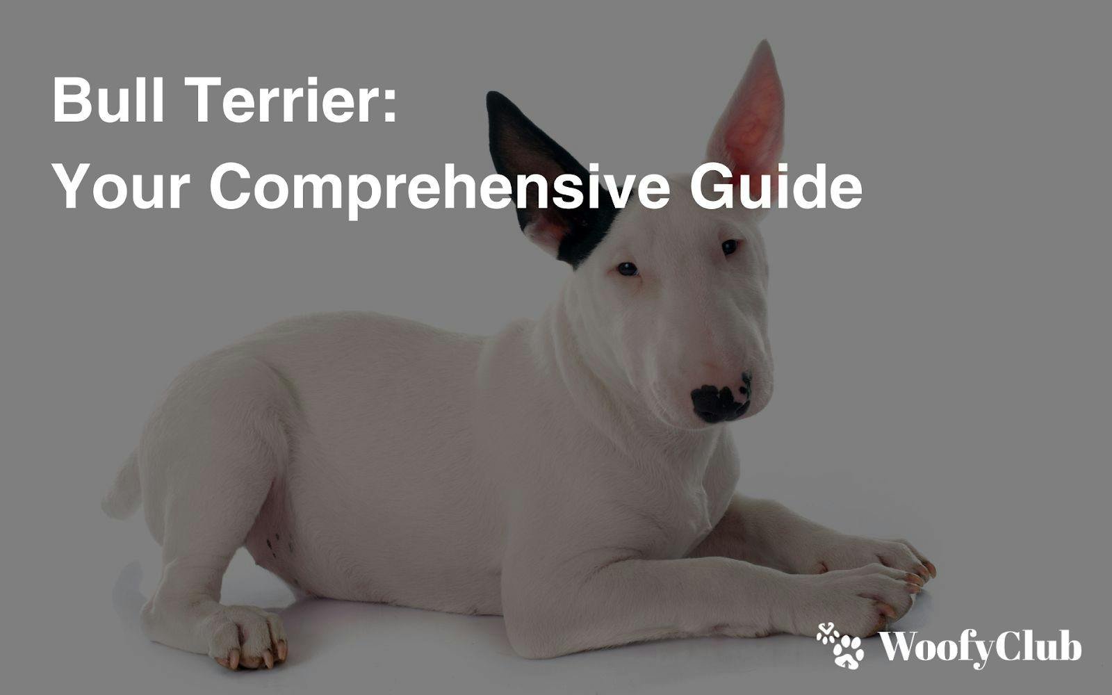 Bull Terrier: Your Comprehensive Guide