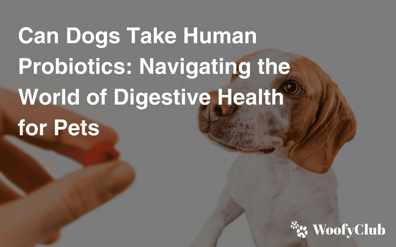 Can Dogs Take Human Probiotics: Navigating The World Of Digestive Health For Pets
