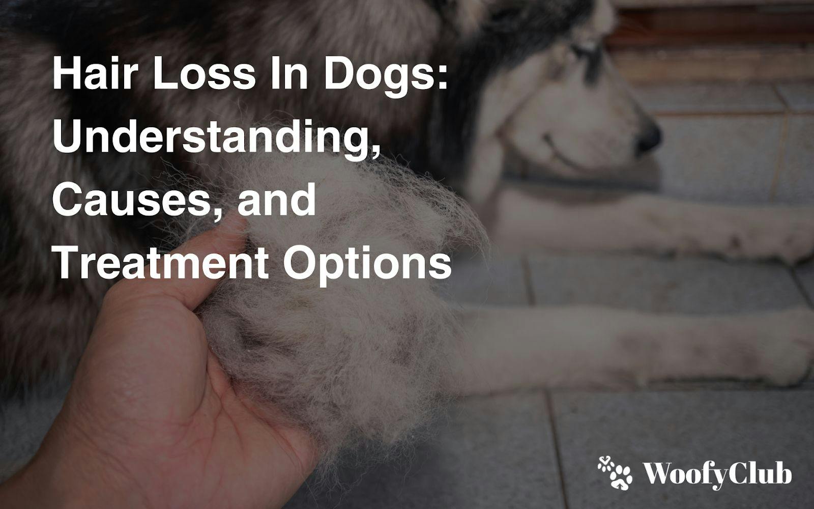 Hair Loss In Dogs: Understanding, Causes, And Treatment Options