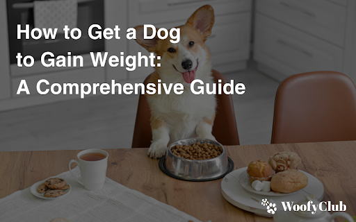 How To Get A Dog To Gain Weight: A Comprehensive Guide