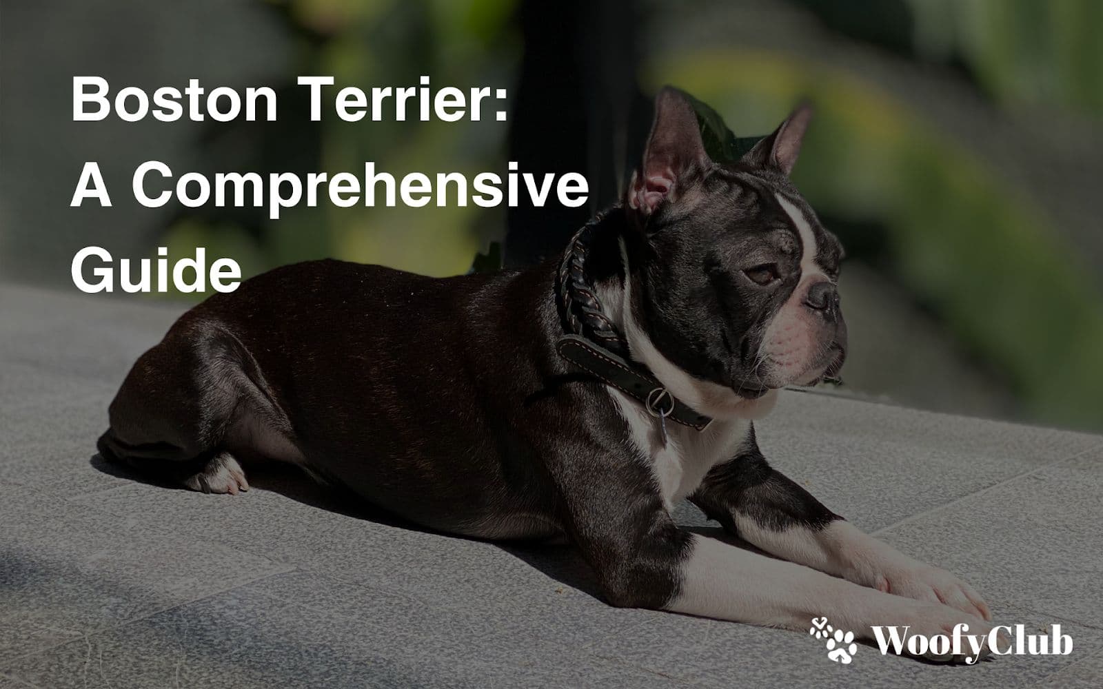 Boston Terrier: A Comprehensive Guide