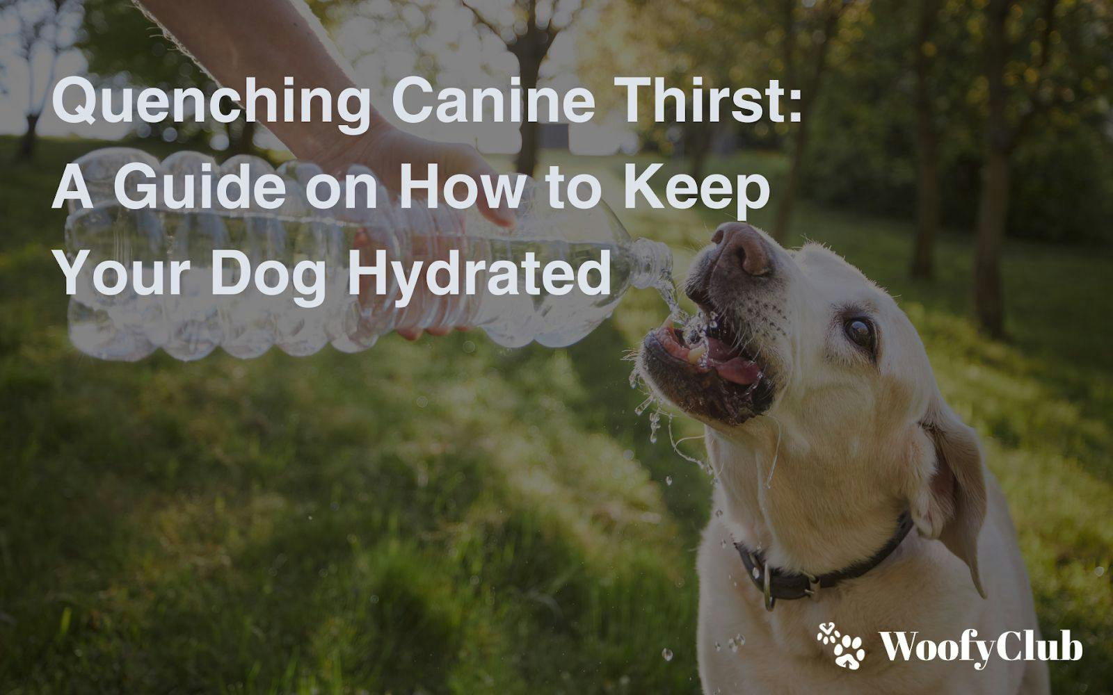 Quenching Canine Thirst: A Guide On How To Keep Your Dog Hydrated