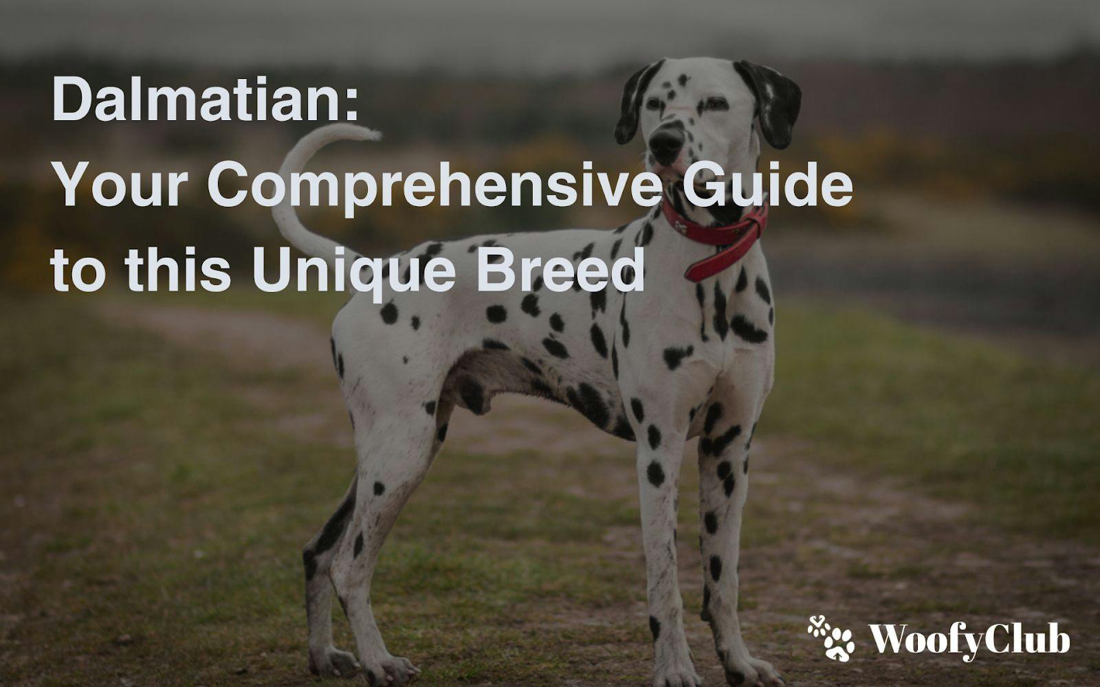 Dalmatian: Your Comprehensive Guide To This Unique Breed