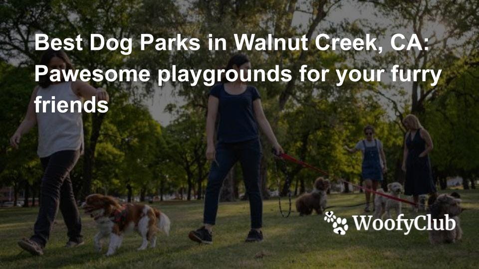 Best Dog Parks in Walnut Creek, CA: Pawesome playgrounds for your furry friends