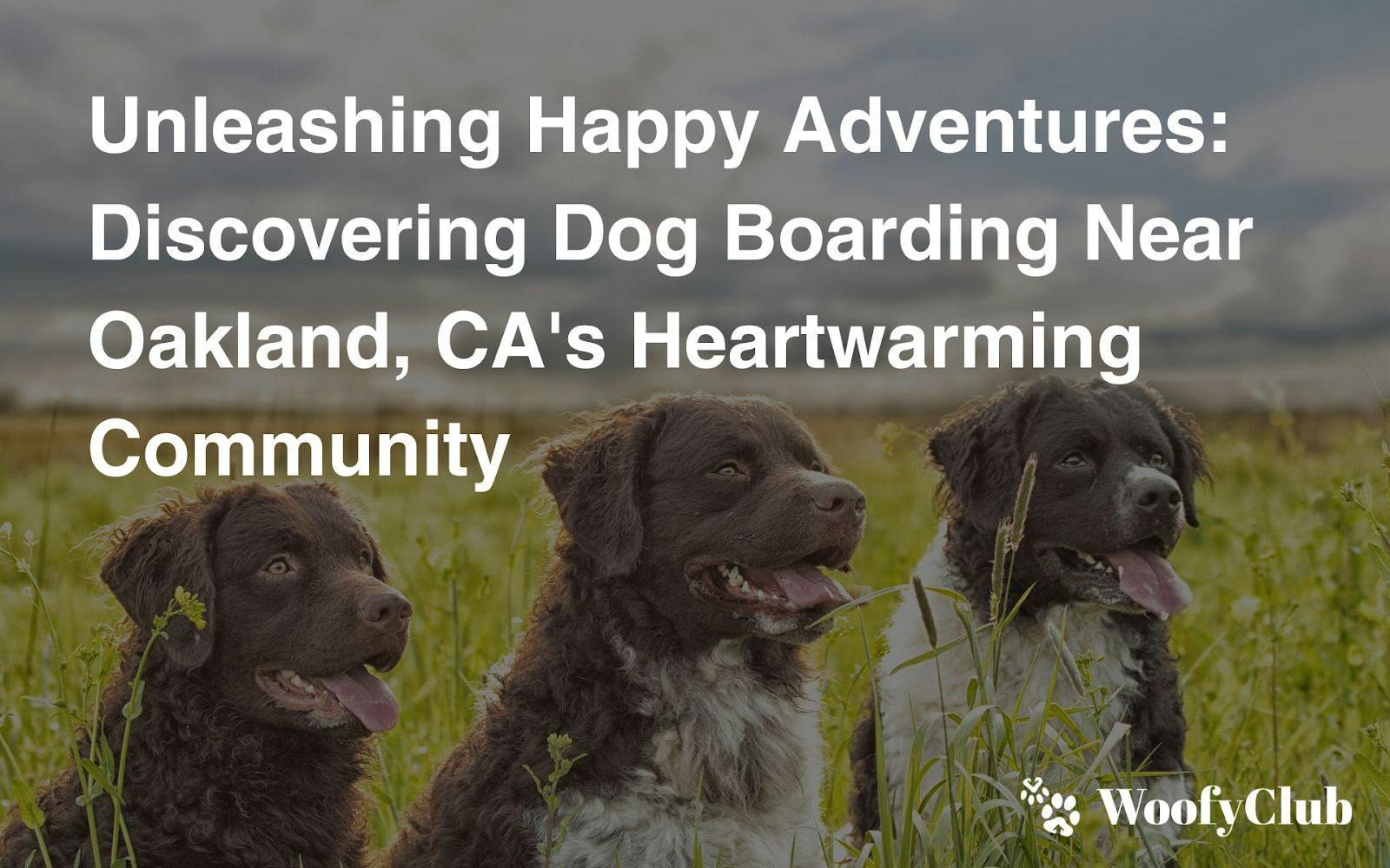Unleashing Happy Adventures: Discovering Dog Boarding Near Oakland, CA's Heartwarming Community