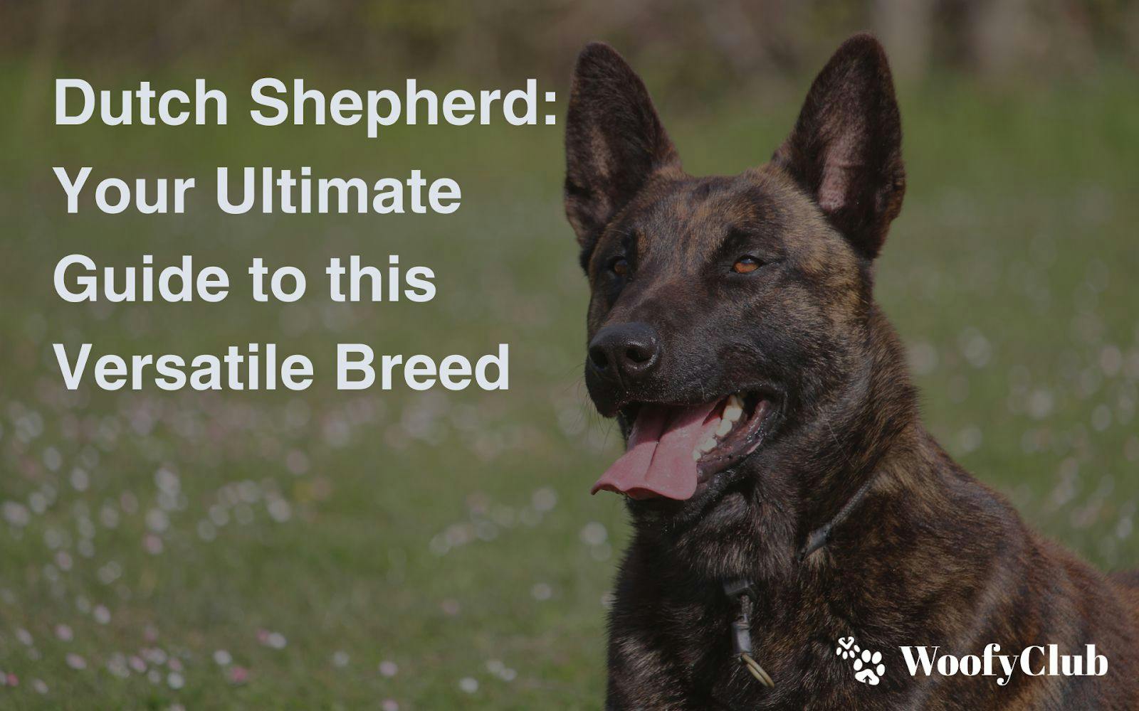 Dutch Shepherd: Your Ultimate Guide To This Versatile Breed