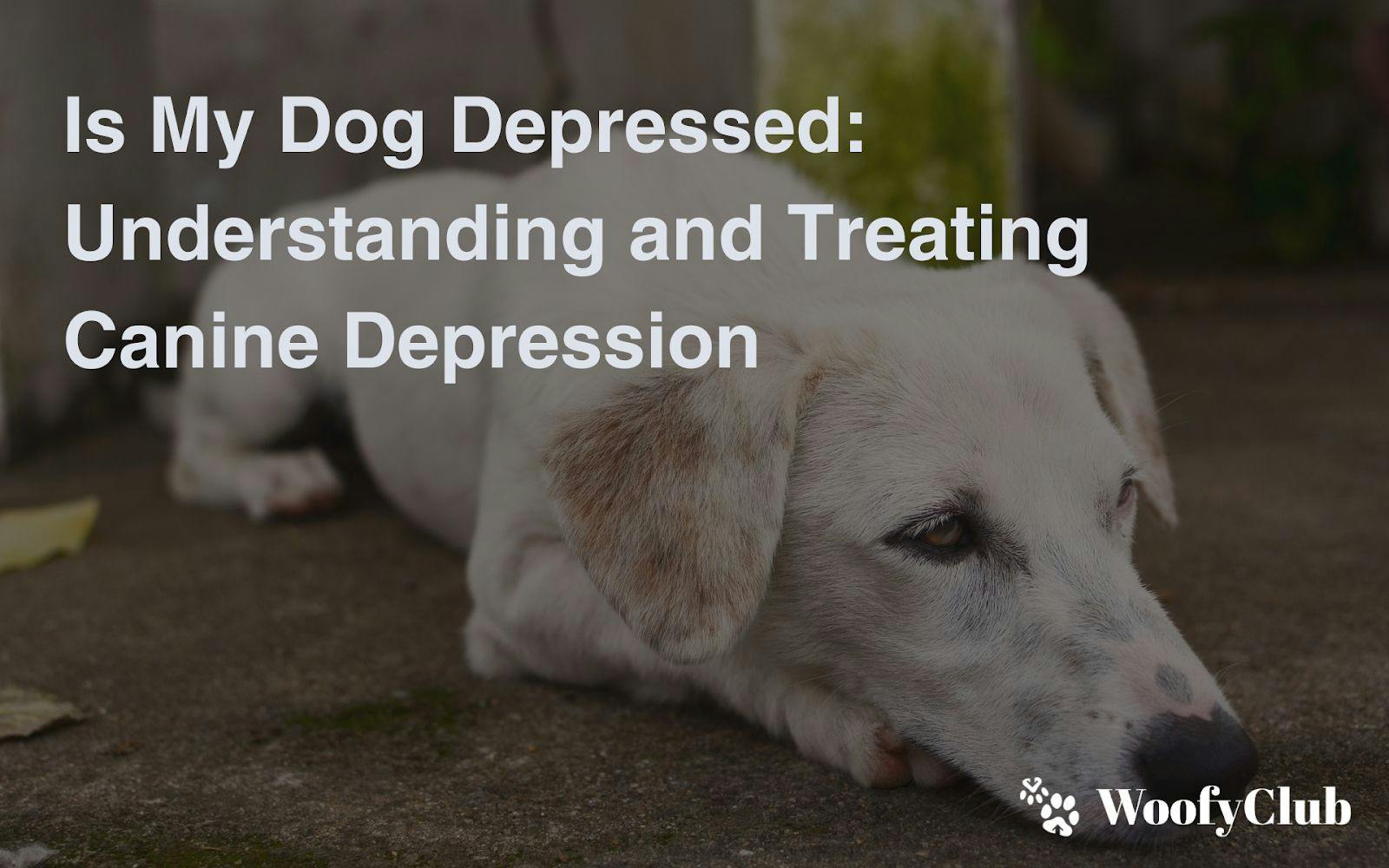 Is My Dog Depressed: Understanding And Treating Canine Depression