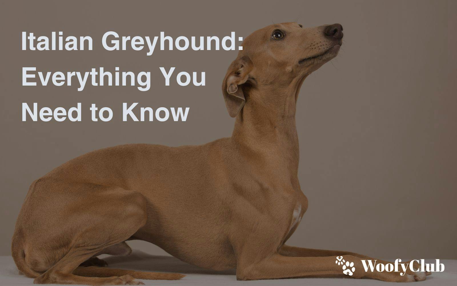 Italian Greyhound: Everything You Need To Know