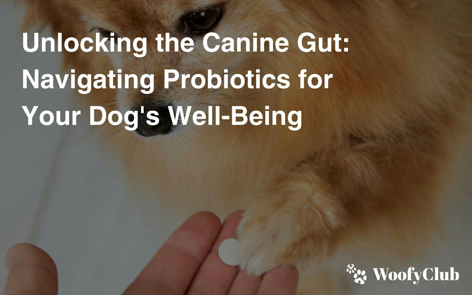 Unlocking The Canine Gut: Navigating Probiotics For Your Dog's Well-Being