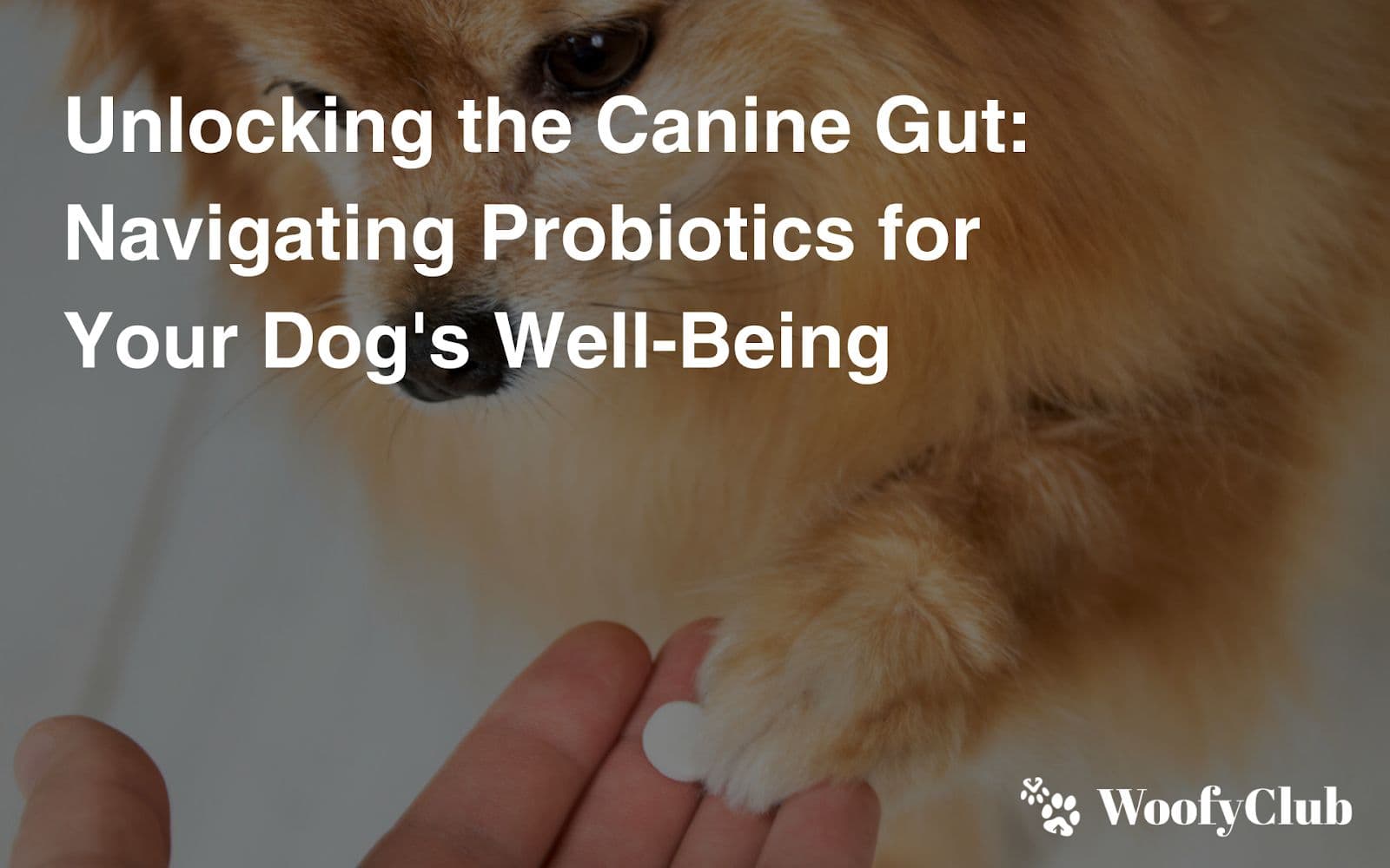 Unlocking The Canine Gut: Navigating Probiotics For Your Dog's Well-Being