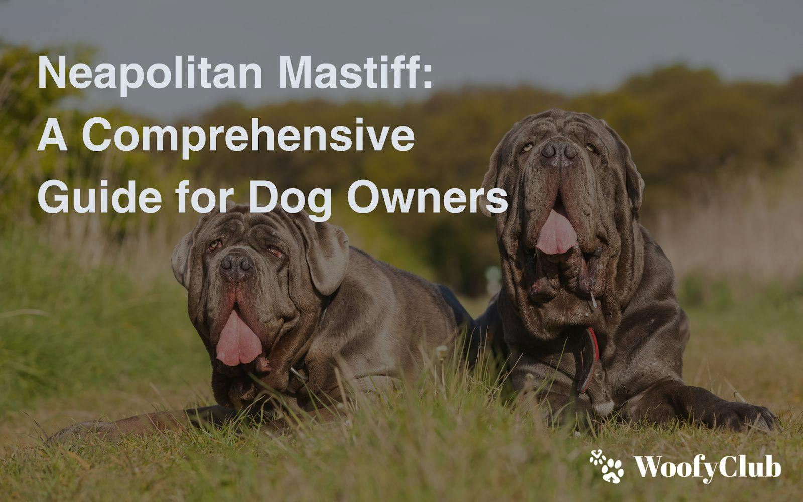 Neapolitan Mastiff: A Comprehensive Guide For Dog Owners