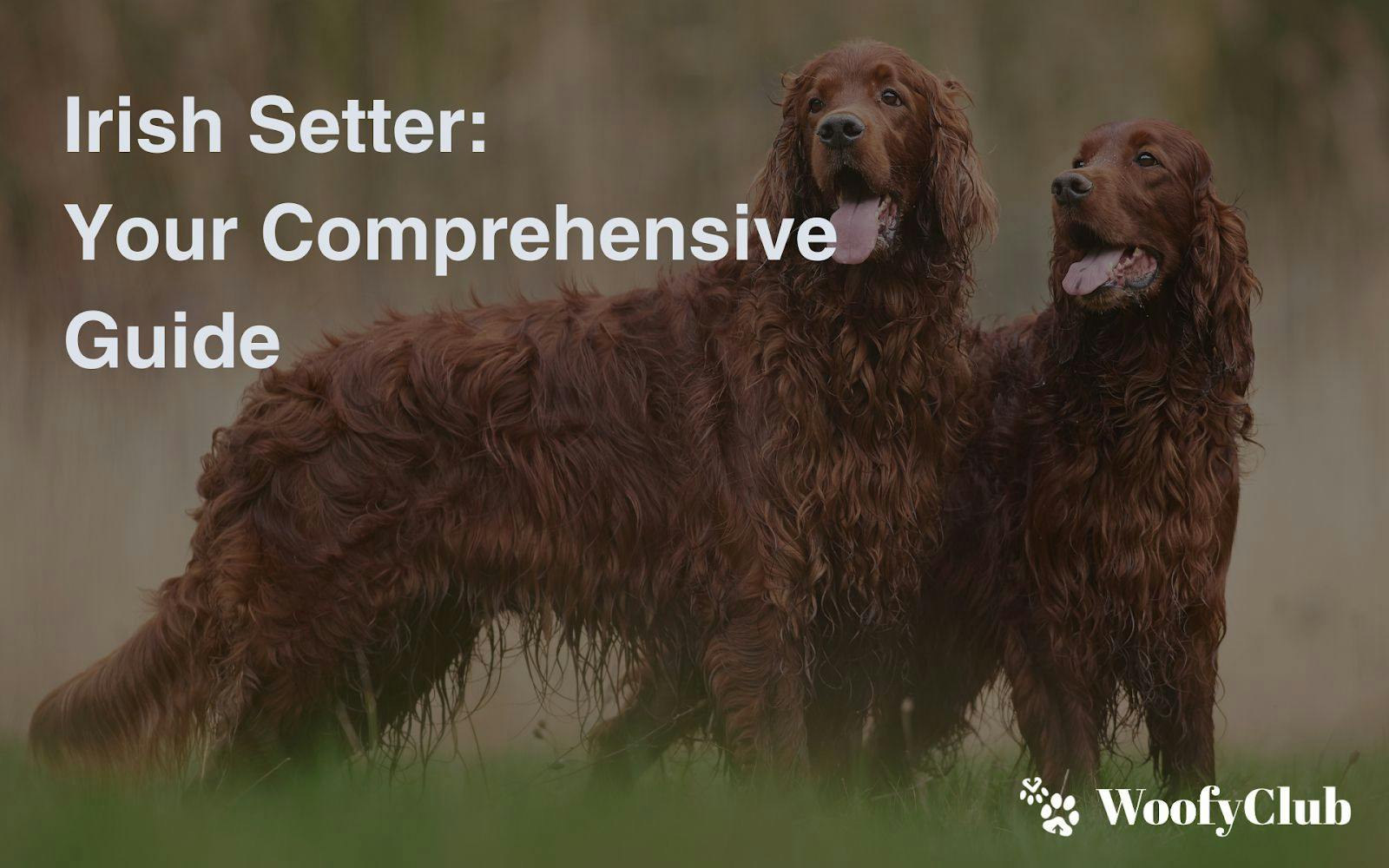 Irish Setter: Your Comprehensive Guide