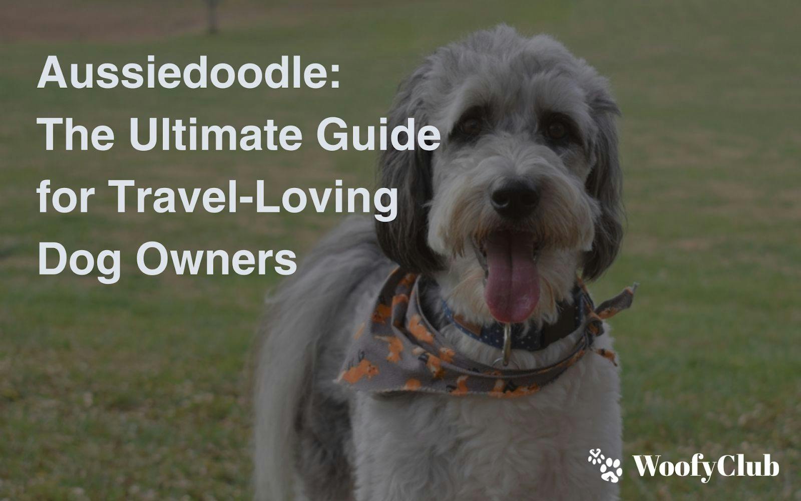 Aussiedoodle: The Ultimate Guide For Travel-Loving Dog Owners