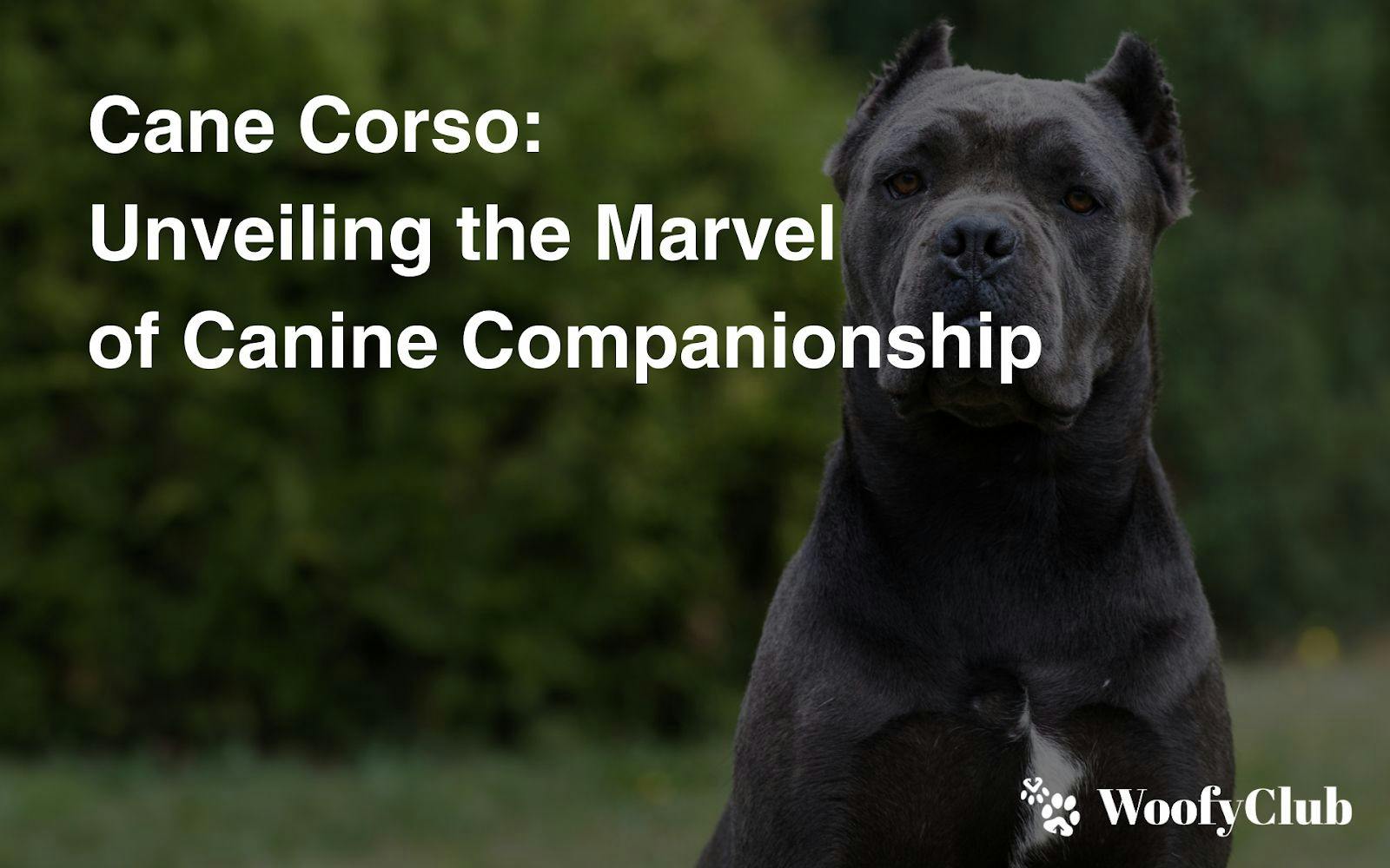 Cane Corso: Unveiling The Marvel Of Canine Companionship