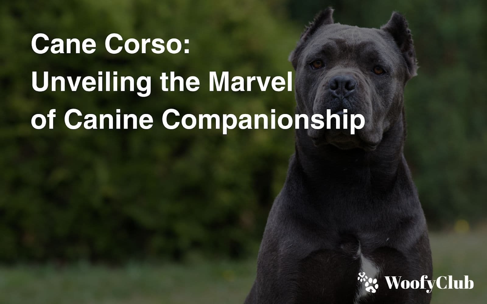 Cane Corso: Unveiling The Marvel Of Canine Companionship