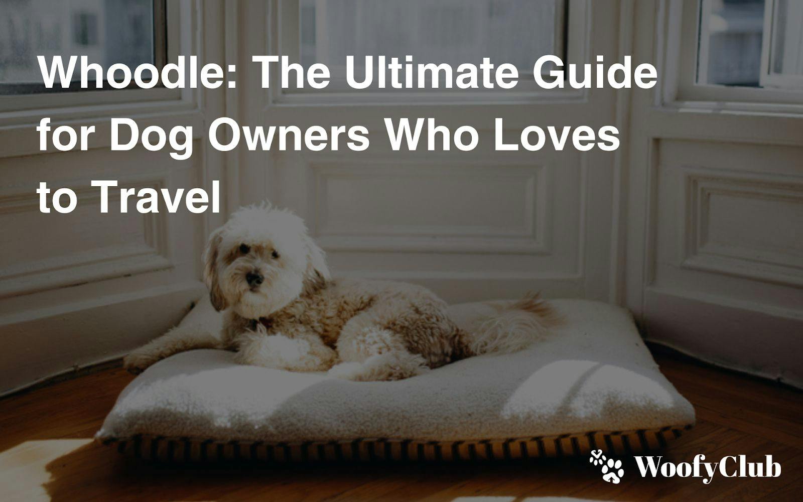 Whoodle: The Ultimate Guide For Dog Owners Who Love To Travel