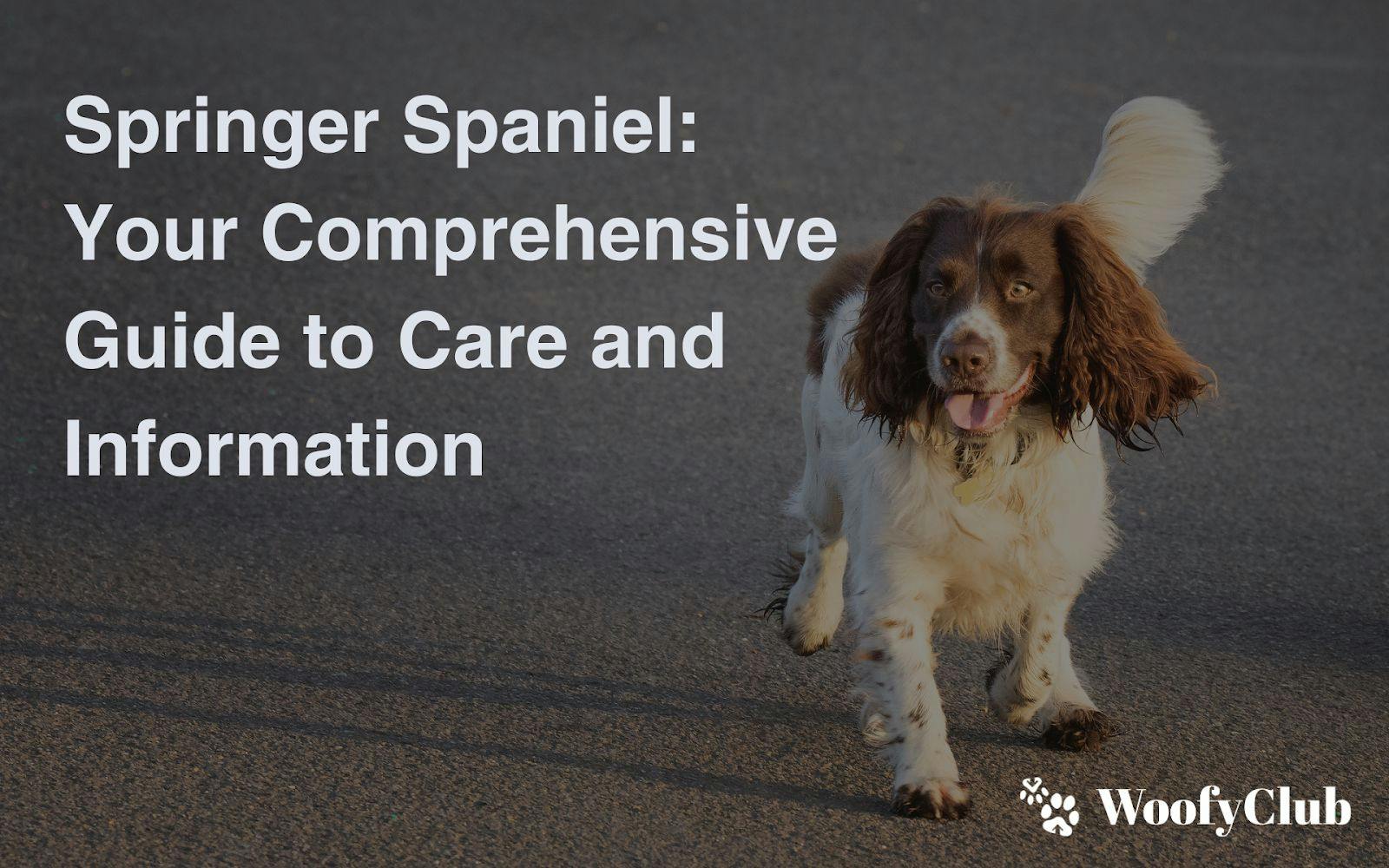 Springer Spaniel: Your Comprehensive Guide To Care And Information